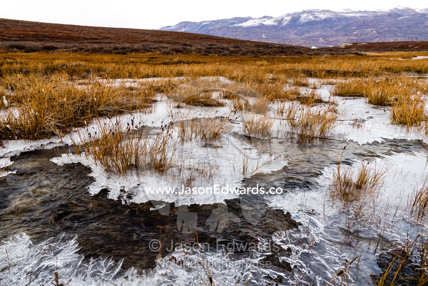 Ice crystals form on the surface of a freshwater stream in the arctic fen and march tundra. Renland, Milne Land, ) Fjord, Island Fjord, Rype Fjor, Scoresby Sound, Greenland