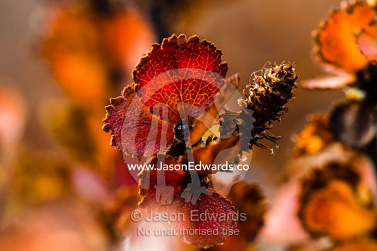 Delicate copper veins in Autumn tree leaves backlit in the Arctic sun. Scoresby Sound, Greenland