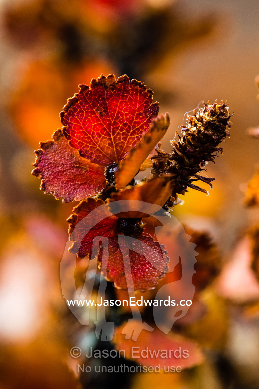 Delicate copper veins in Autumn tree leaves backlit in the arctic sun. Northeast Greenland National par, Harefjord, Hare Fjord, Rype Fjor, Scoresby Sound, Greenland