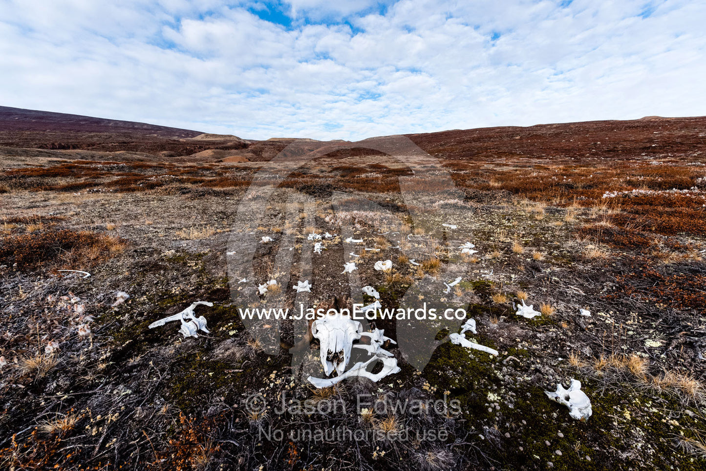 The skull and bones of a hunted Musk Ox bleached white on the tundra. Northeast Greenland National par, Harefjord, Hare Fjord, Rype Fjor, Scoresby Sound, Greenland