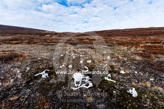 The skull and bones of a hunted Musk Ox bleached white on the tundra. Northeast Greenland National par, Harefjord, Hare Fjord, Rype Fjor, Scoresby Sound, Greenland