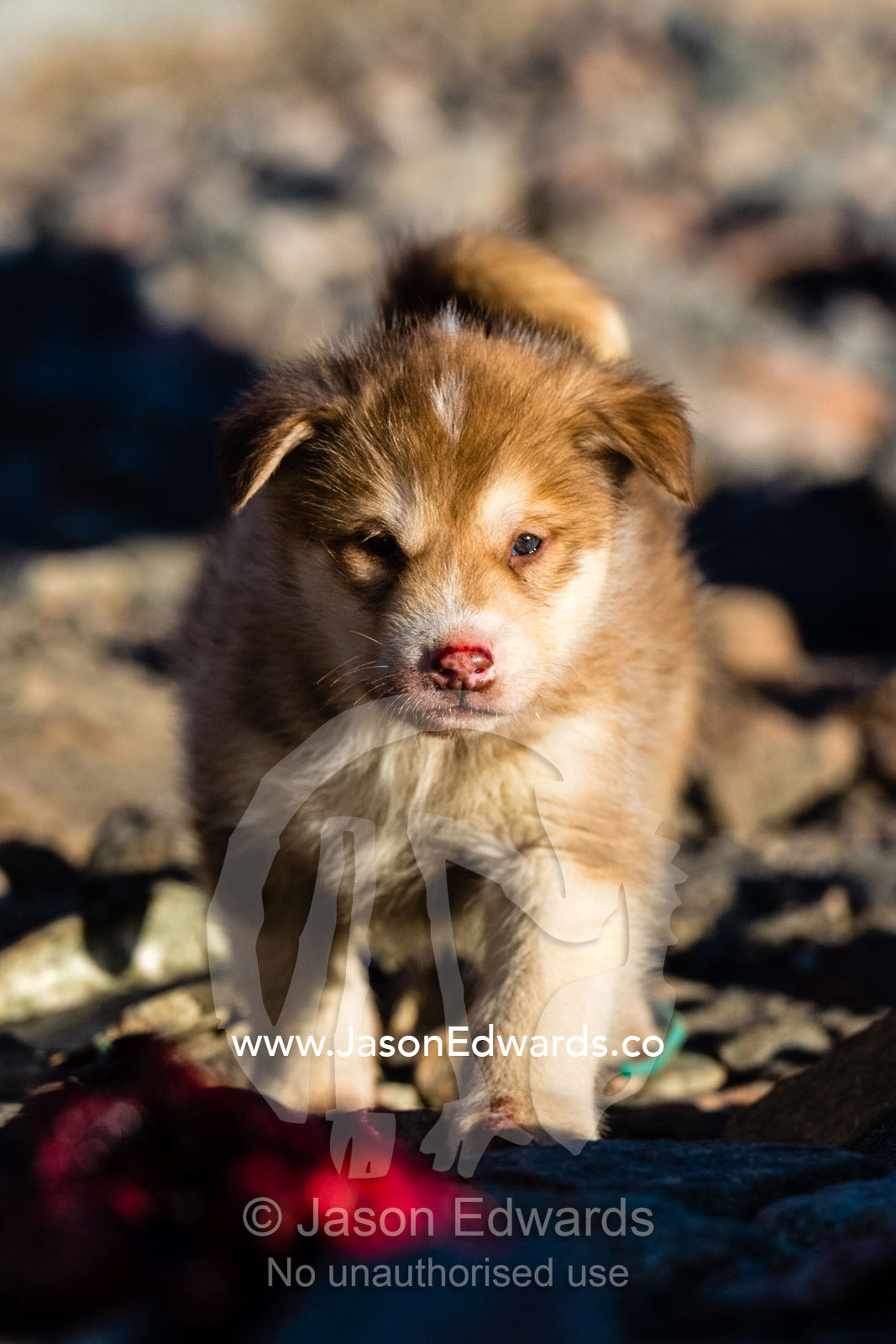 A cute sled dog puppy in an arctic inuit village. Sermersooq Municipality, Ittoqqottoormiit, Scoresby Sound, Greenland