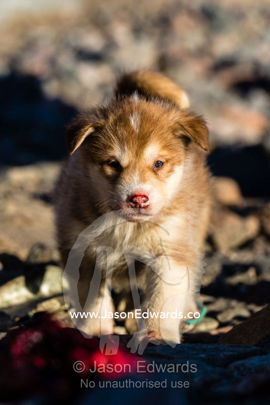A cute sled dog puppy in an arctic inuit village. Sermersooq Municipality, Ittoqqottoormiit, Scoresby Sound, Greenland