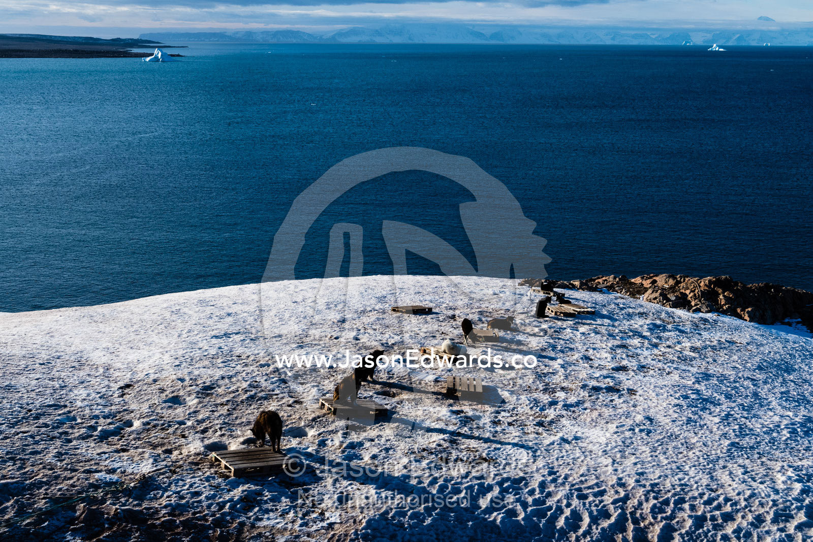 Sled dogs resting on shipping pallets on a snow covered hill in an arctic inuit village. Sermersooq Municipality, Ittoqqottoormiit, Scoresby Sound, Greenland