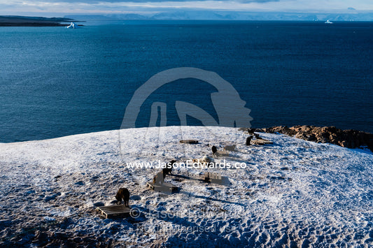 Sled dogs resting on shipping pallets on a snow covered hill in an arctic inuit village. Sermersooq Municipality, Ittoqqottoormiit, Scoresby Sound, Greenland
