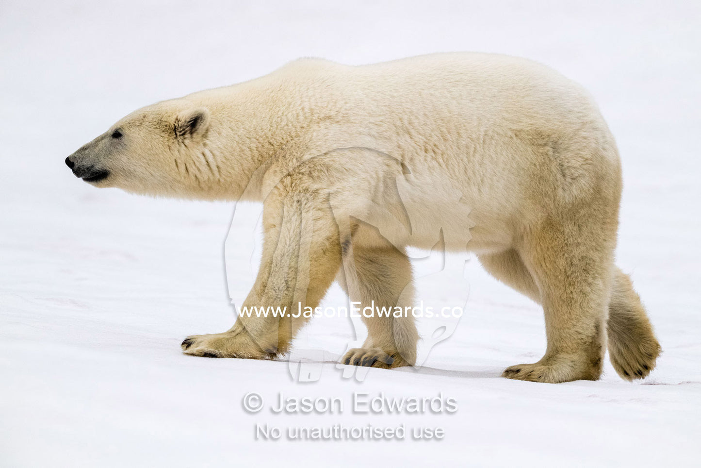 A Polar Bear walking across the snow on the side of a mountain in an arctic fjord. Vikingbukt, Viking Bay, Vikingbukta, Scoresby Sound, Greenland