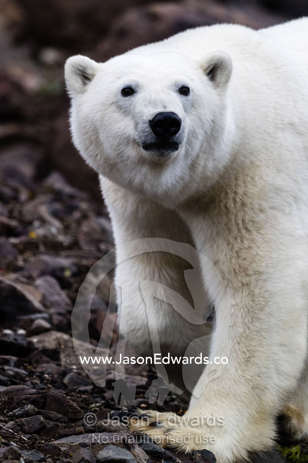 A Polar Bear foraging for food on the rocky slopes of a mountain in an arctic fjord. Vikingbukt, Viking Bay, Vikingbukta, Scoresby Sound, Greenland