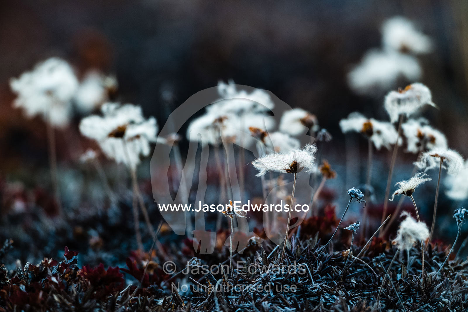 The fluffy seeding heads of Arctic Cotton-grass, Eriophorum Callitrix,  flowers on the arctic fen and march tundra in Autumn. Renland, Milne Land, ) Fjord, Island Fjord, Rype Fjor, Scoresby Sound, Greenland