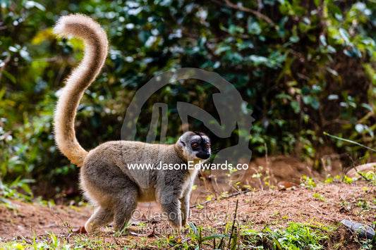 A Brown Lemur, Eulemur fulvus, walking along the ground with it's tail erect. Andasibe, Lemur Island, Vakona Forest Lodge, Madagascar