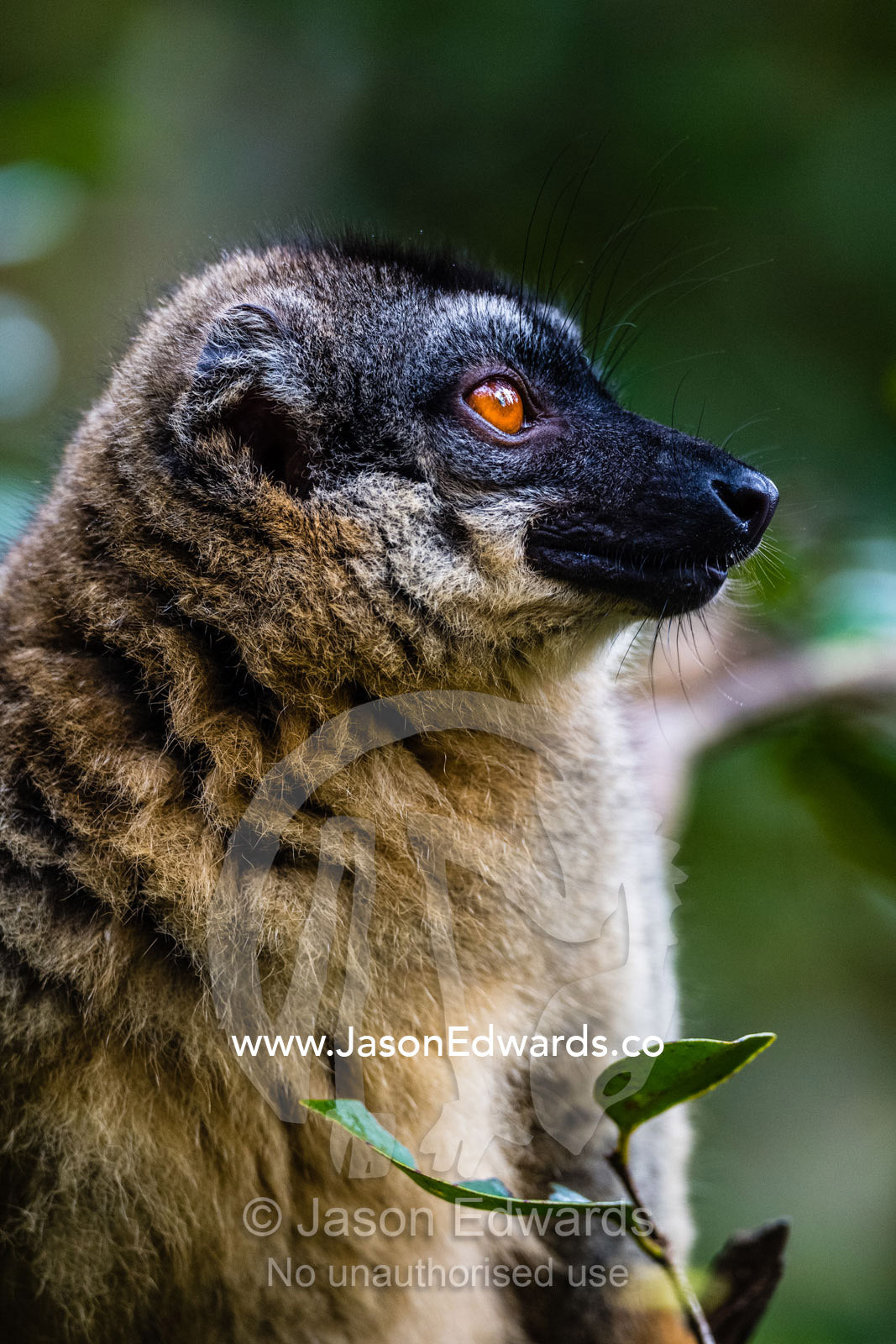 A portrait of a Brown Lemur, Eulemur fulvus, highlighting the shape of it's nose and thick fur. Andasibe, Lemur Island, Vakona Forest Lodge, Madagascar