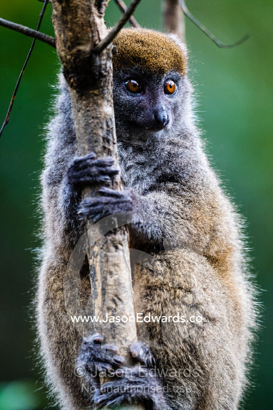 A Bamboo Lemur, Hapalemur sp., holding onto the vertical trunk of a small tree. Andasibe, Lemur Island, Vakona Forest Lodge, Madagascar