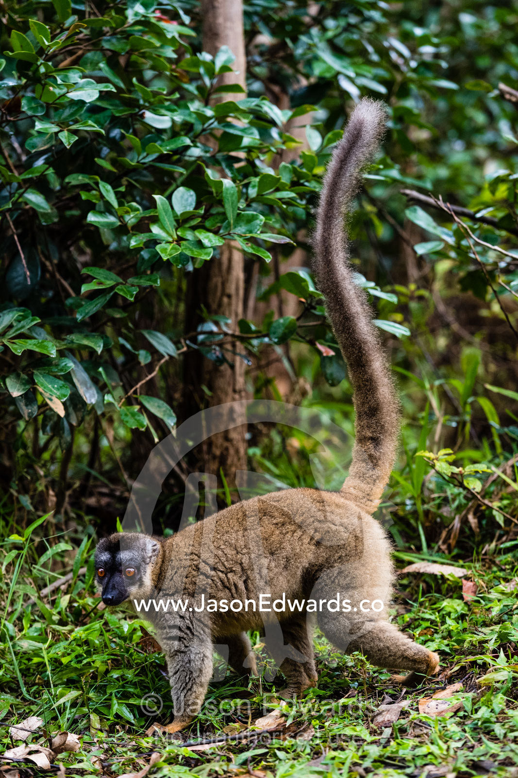 A Brown Lemur, Eulemur fulvus, walking along the ground with it's tail erect. Andasibe, Lemur Island, Vakona Forest Lodge, Madagascar