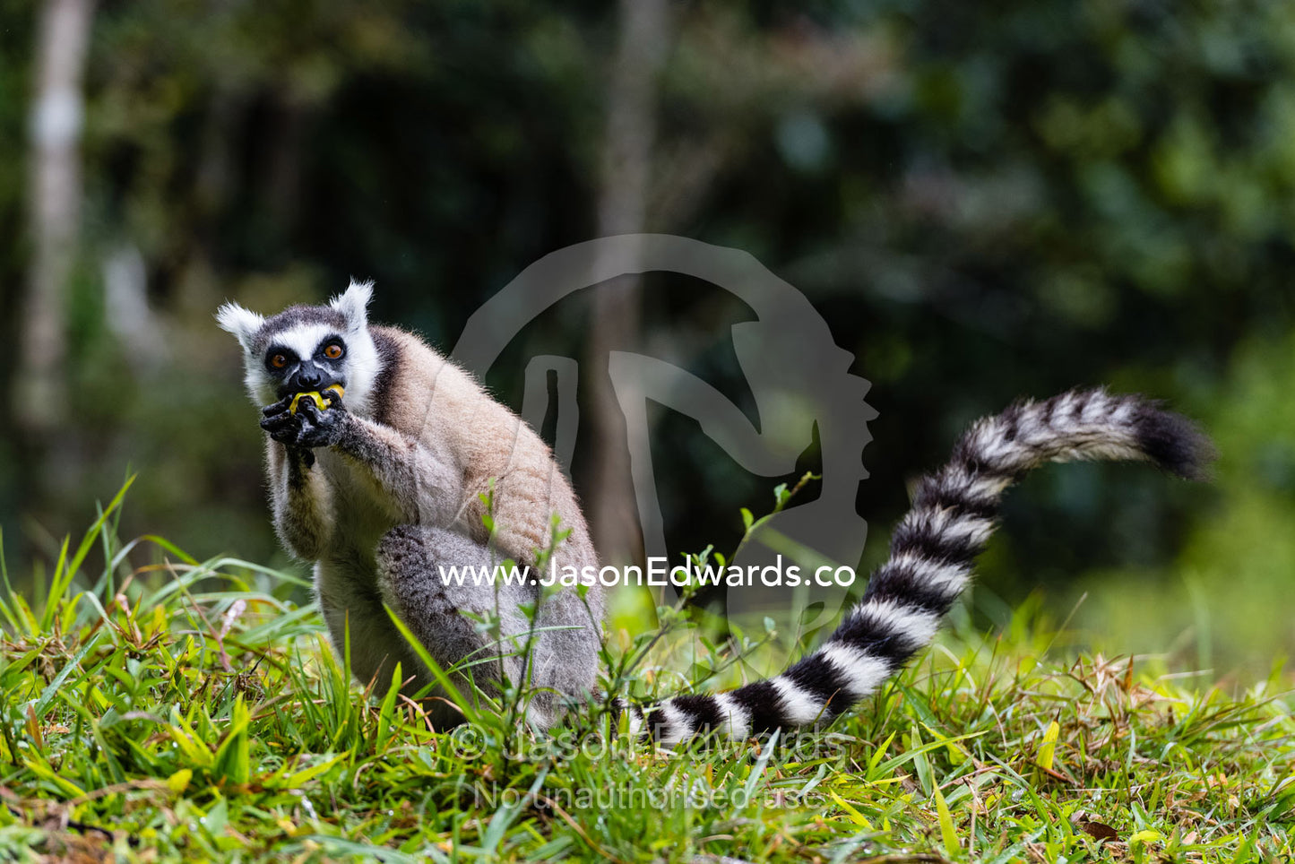 An endangered Ring-tailed Lemur, Lemur catta, confiscated from a poacher eating a banana. Andasibe, Lemur Island, Vakona Forest Lodge, Madagascar