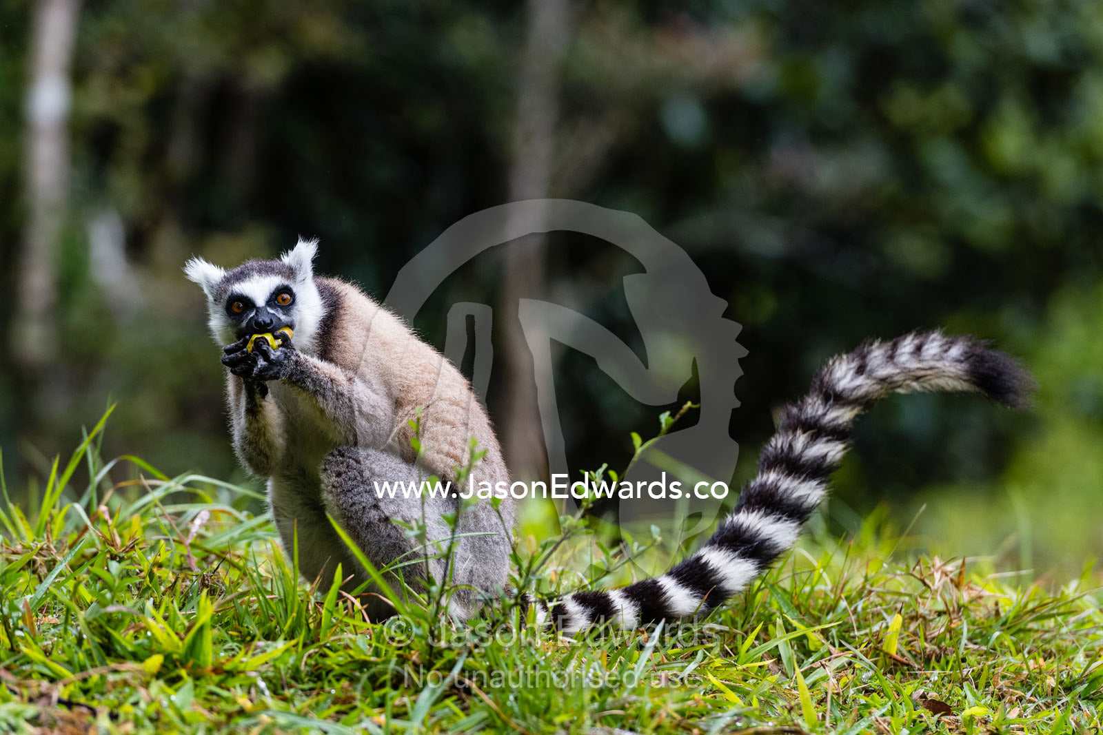 An endangered Ring-tailed Lemur, Lemur catta, confiscated from a poacher eating a banana. Andasibe, Lemur Island, Vakona Forest Lodge, Madagascar