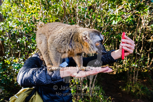 A Brown Lemur, Eulemur fulvus, confiscated from poachers takes a selfie with a tourist smartphone. Andasibe, Lemur Island, Vakona Forest Lodge, Madagascar