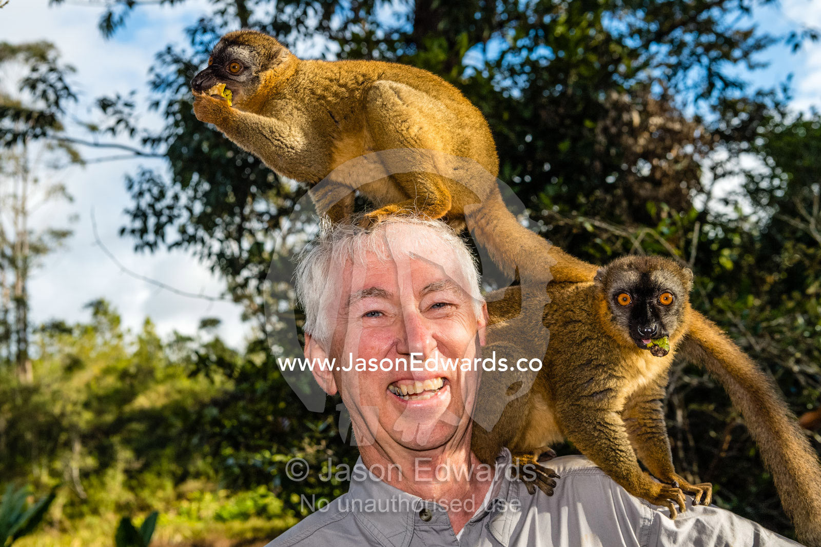 A Brown Lemur, Eulemur fulvus, confiscated from poachers climbing on the head of a tourist. Andasibe, Lemur Island, Vakona Forest Lodge, Madagascar