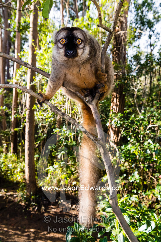 A Brown Lemur, Eulemur fulvus, confiscated from poachers sitting in the forest understory. Andasibe, Lemur Island, Vakona Forest Lodge, Madagascar
