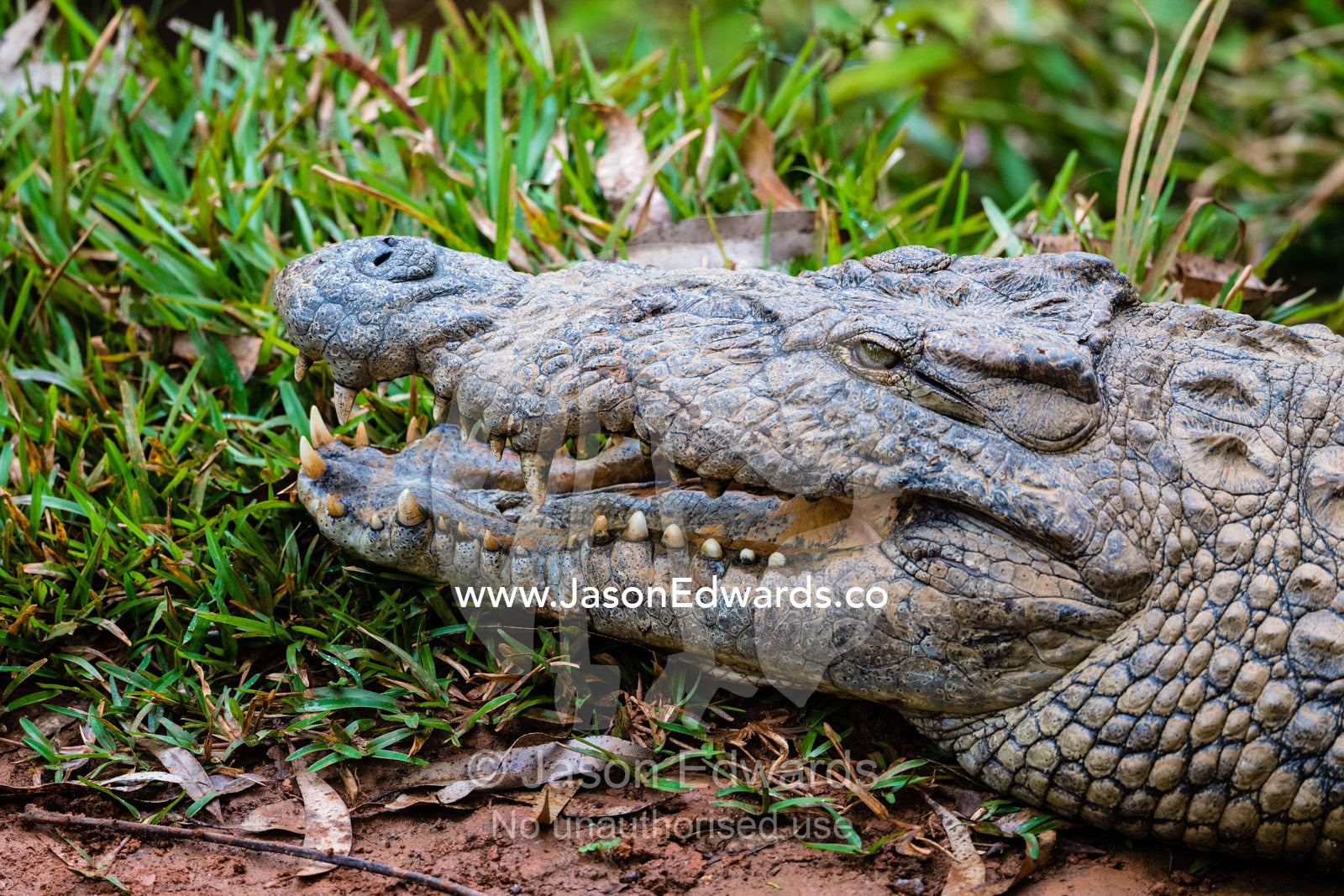A large threatened Nile crocodile, Crocodylus niloticus, thermoregulating with it's jaws open. Andasibe, Vakona Forest Lodge, Madagascar