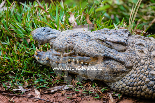 A large threatened Nile crocodile, Crocodylus niloticus, thermoregulating with it's jaws open. Andasibe, Vakona Forest Lodge, Madagascar