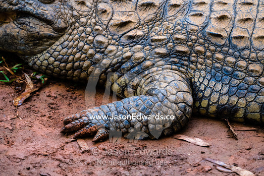 Leathery scales and scutes on the skin and claws of a Nile crocodile, Crocodylus niloticus. Andasibe, Vakona Forest Lodge, Madagascar
