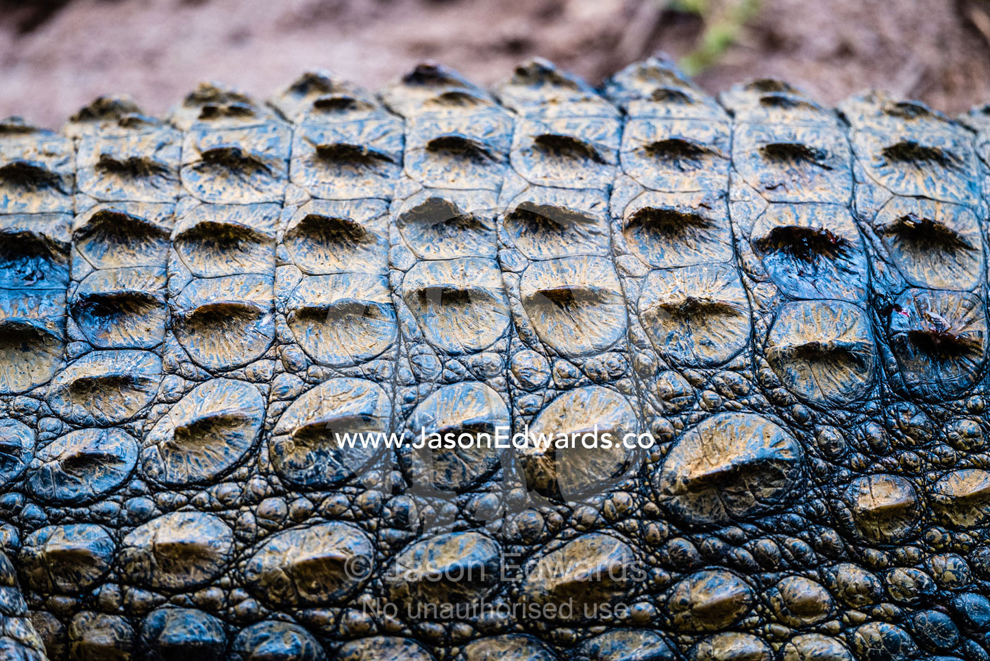 Scales and scutes on the skin of a threatened Nile crocodile, Crocodylus niloticus. Andasibe, Vakona Forest Lodge, Madagascar