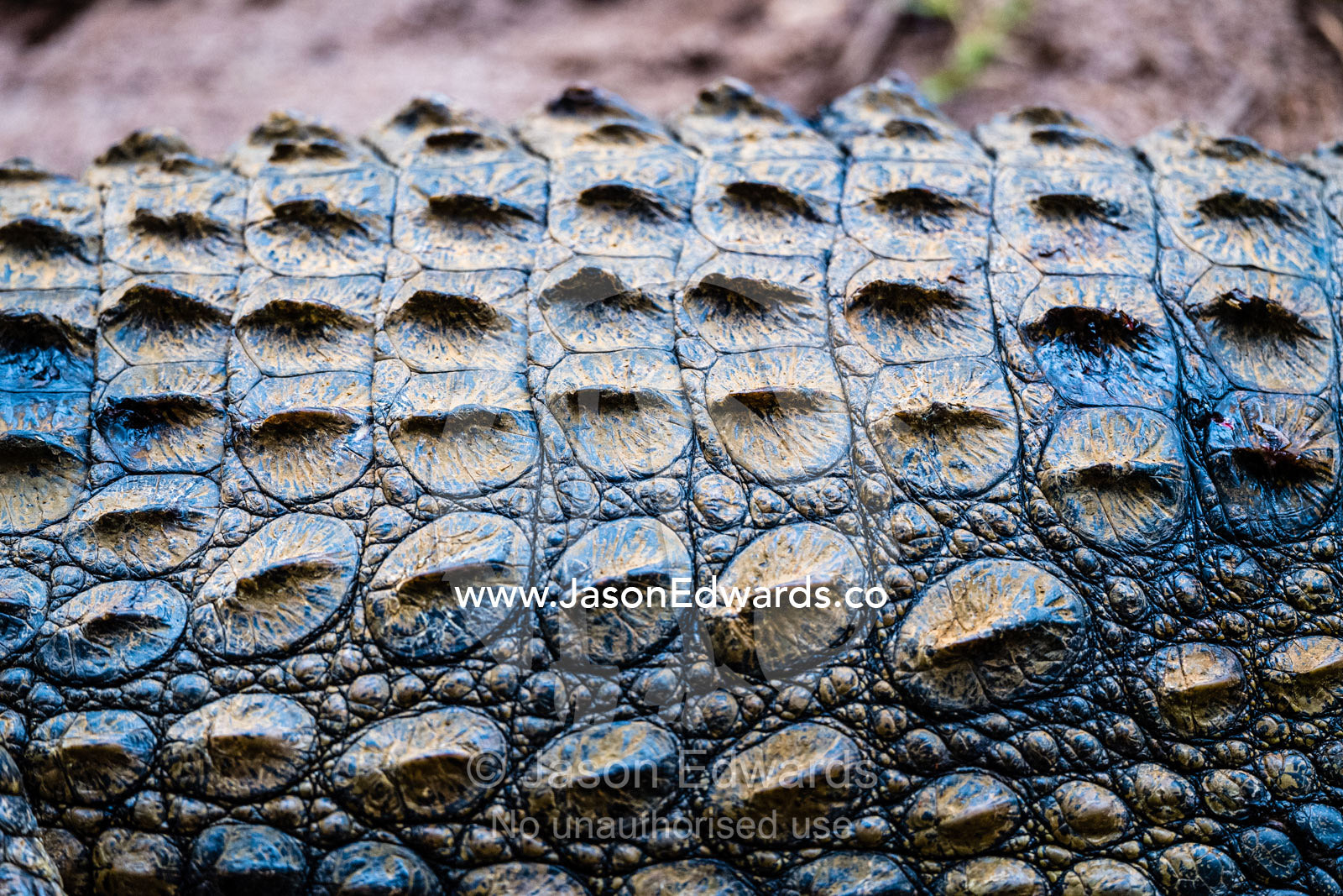 Scales and scutes on the skin of a threatened Nile crocodile, Crocodylus niloticus. Andasibe, Vakona Forest Lodge, Madagascar