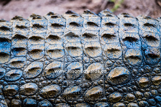 Scales and scutes on the skin of a threatened Nile crocodile, Crocodylus niloticus. Andasibe, Vakona Forest Lodge, Madagascar