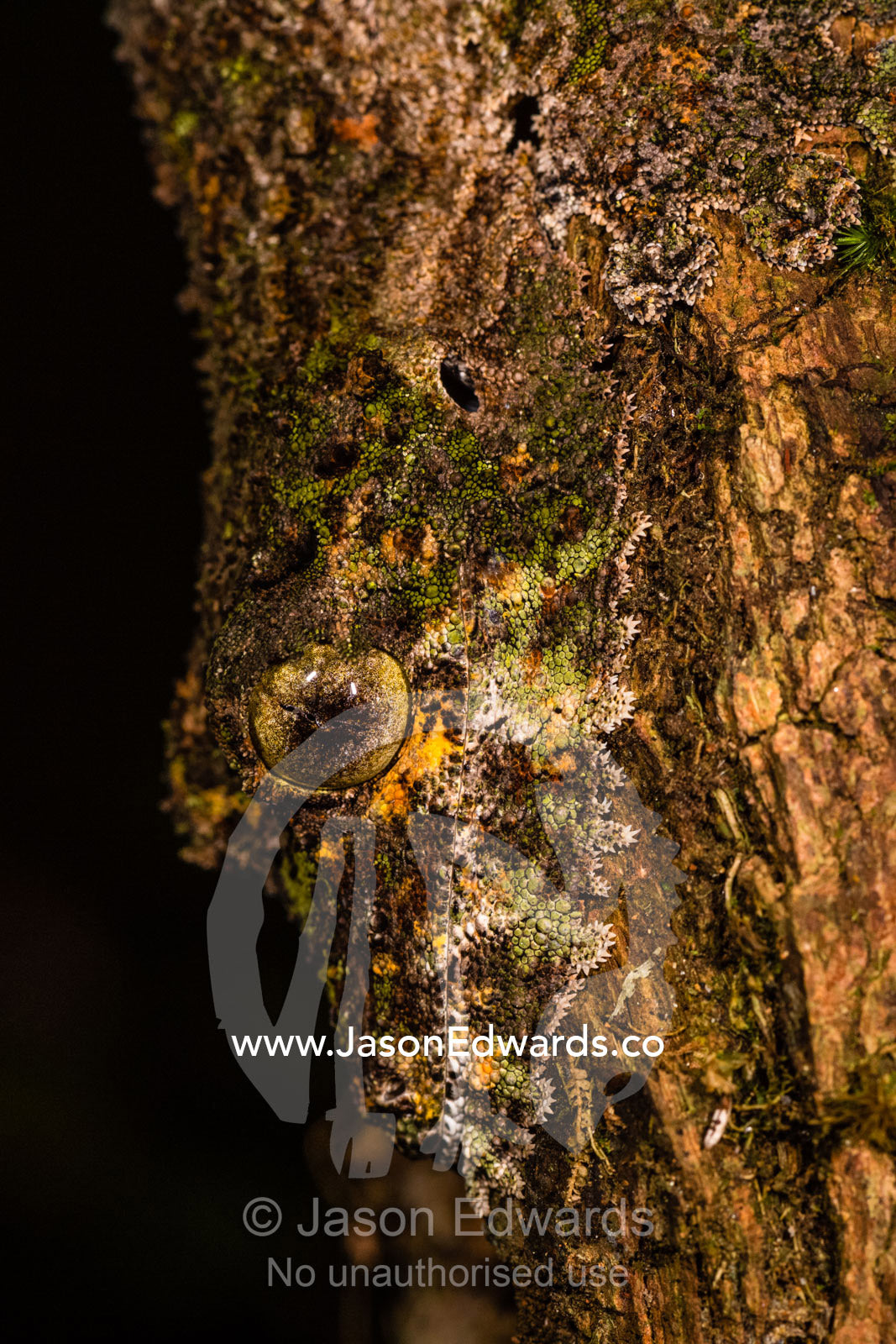 A Mossy leaf-tailed Gecko, Uroplatus sp., camouflaged on a tree branch with a scale beard. Andasibe, Vakona Forest Lodge, Madagascar
