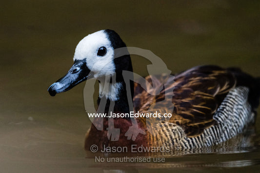 A White-faced Whistling Duck, Dendrocygna viduata, displaying it's long hooked beak and white face. Andasibe, Vakona Forest Lodge, Madagascar