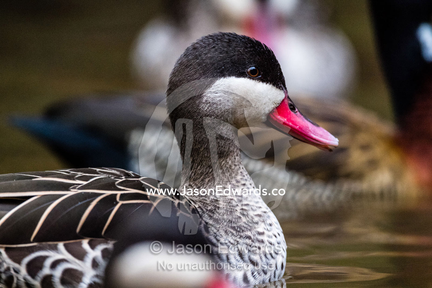 A Red Billed Teal, Anas erythrorhyncha, swimming in a rainforest pond. Andasibe, Vakona Forest Lodge, Madagascar