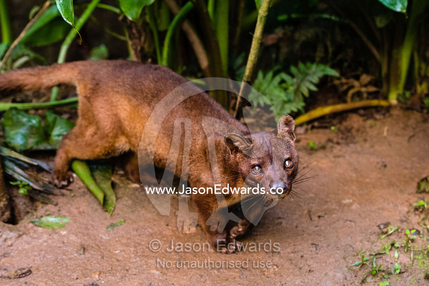 A vulnerable Fossa, Cryptoprocta ferox, is a stealthy carnivore patrolling the Madagascan forest. Andasibe, Vakona Forest Lodge, Madagascar