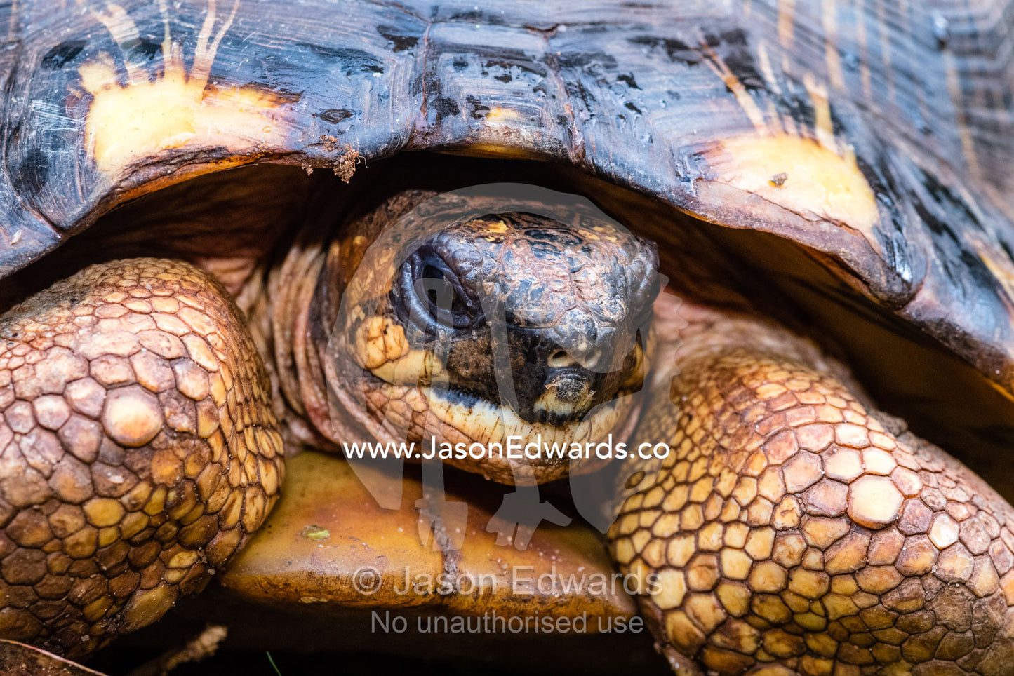 The scaled legs, carapace and face of a critically endangered Radiated tortoise, Astrochelys radiata. Andasibe, Vakona Forest Lodge, Madagascar