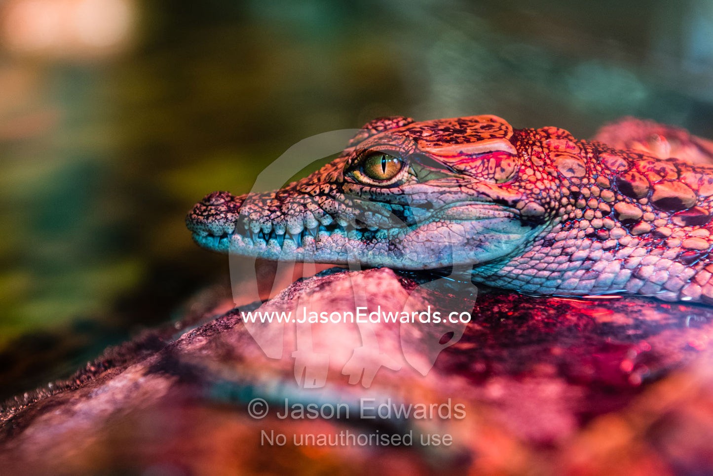 A hatchling Nile Crocodile, Crocodylus niloticus, beneath a heat lamp in an aquarium. Andasibe, Vakona Forest Lodge, Madagascar