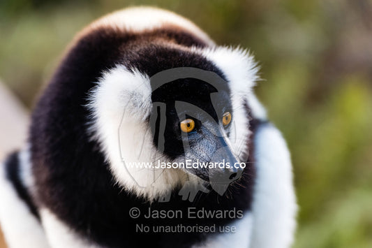 The dense, soft fur of the critically endangered Black-and-white Ruffed Lemur, Varecia variegata. Andasibe, Lemur Island, Vakona Forest Lodge, Madagascar