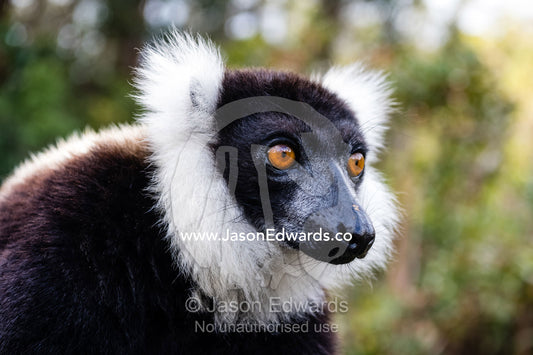 The dense, soft fur of the critically endangered Black-and-white Ruffed Lemur, Varecia variegata. Andasibe, Lemur Island, Vakona Forest Lodge, Madagascar