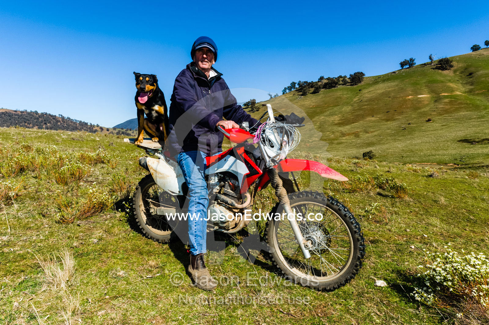 A farmer and his sheep dog riding a motorbike to herd a flock of sheep. Omeo, Bindi Station, Victoria, Australia