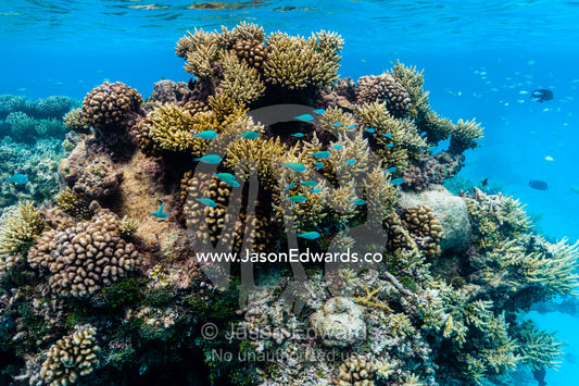 A shoal of Blue-green Puller fish, Chromis viridis, swim around Pocillopora and Acropora corals. Apataki Atoll, Tuamotu Archipelago, French Polynesia