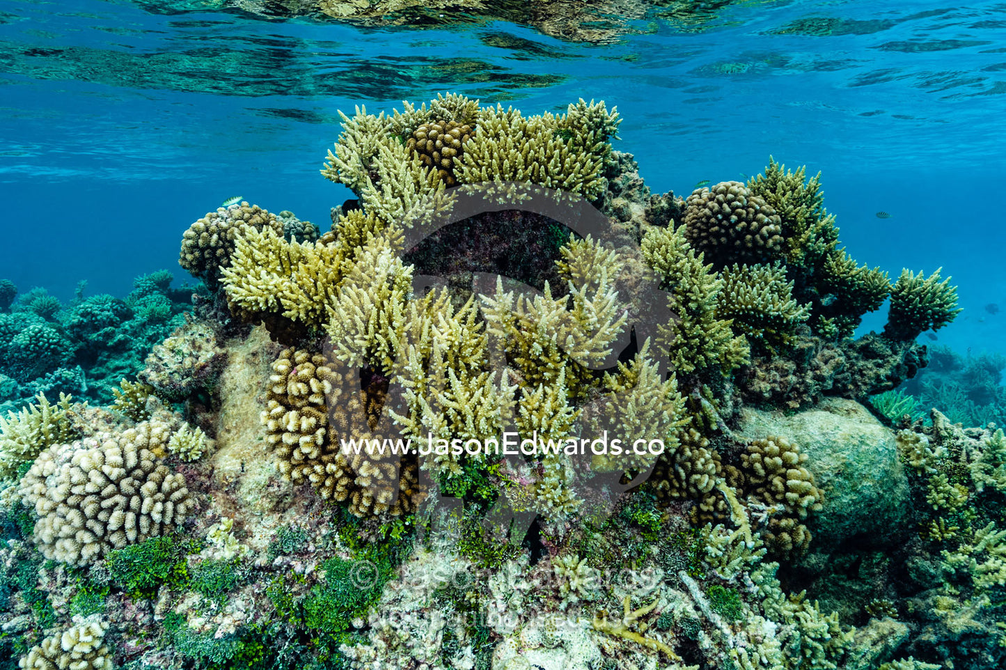 A garden of stony corals and Acropora corals in a shallow tropical reef. Apataki Atoll, Tuamotu Archipelago, French Polynesia