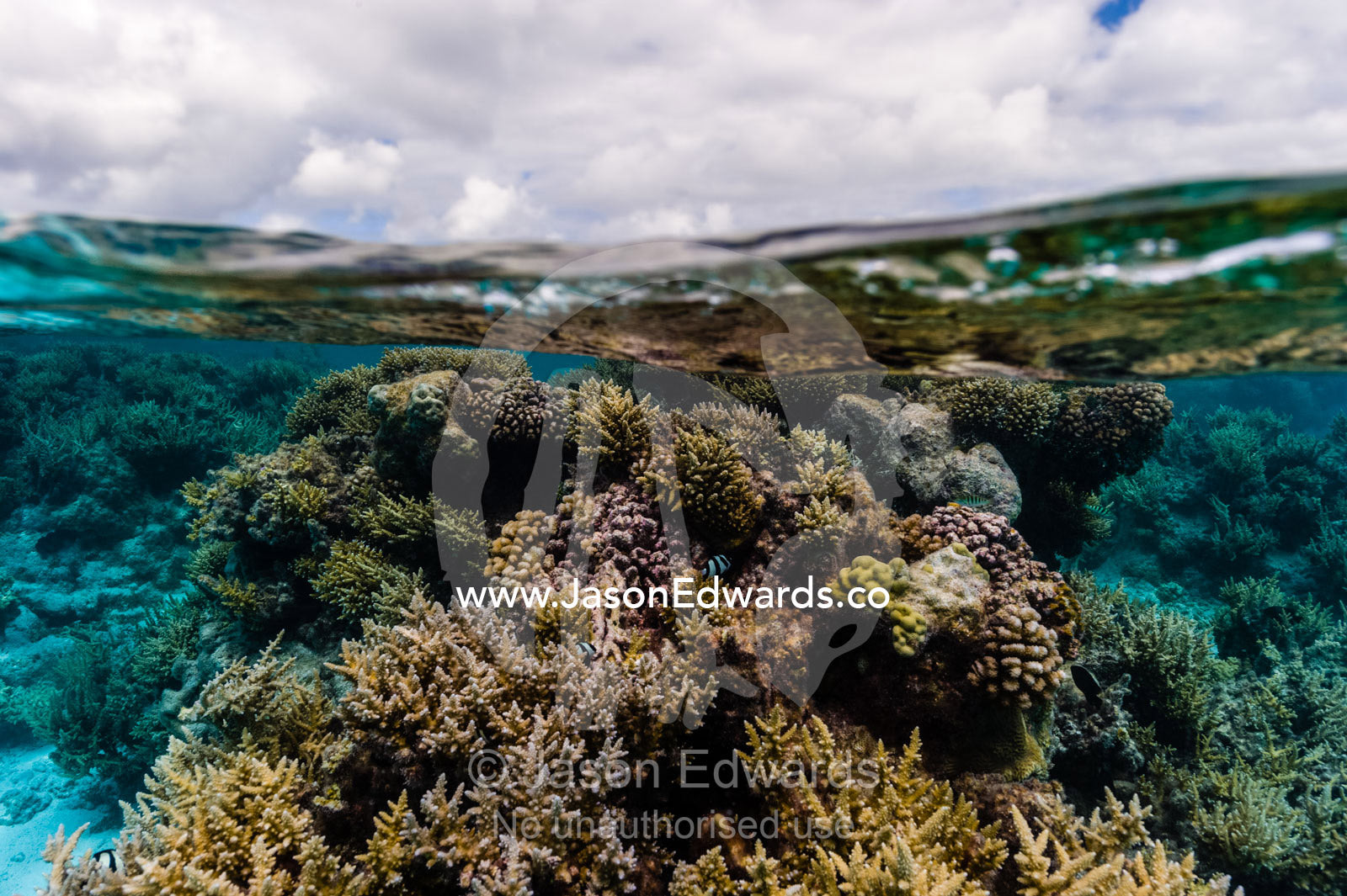 A garden of stony corals and Acropora corals in a shallow tropical reef. Apataki Atoll, Tuamotu Archipelago, French Polynesia