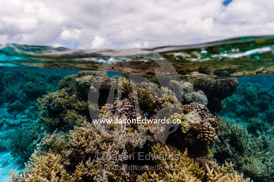 A garden of stony corals and Acropora corals in a shallow tropical reef. Apataki Atoll, Tuamotu Archipelago, French Polynesia
