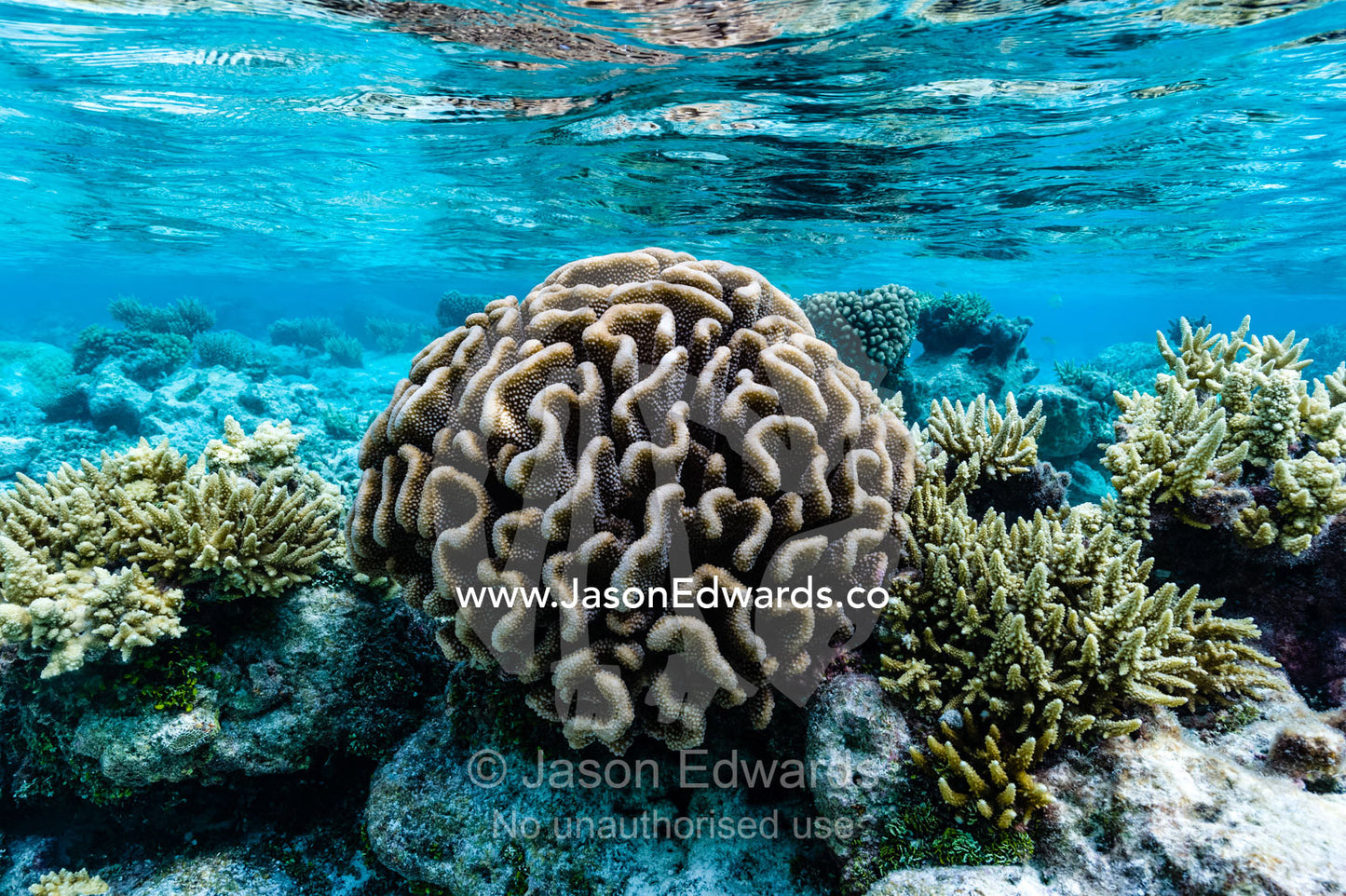 A garden of stony corals and Acropora corals in a shallow tropical reef. Apataki Atoll, Tuamotu Archipelago, French Polynesia