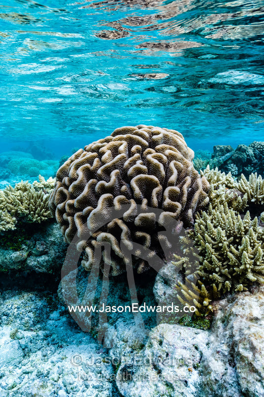 A garden of stony corals and Acropora corals in a shallow tropical reef. Apataki Atoll, Tuamotu Archipelago, French Polynesia