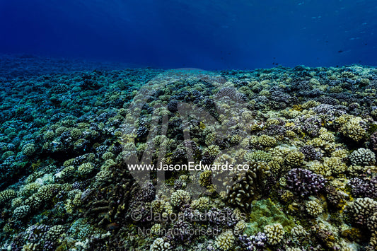 A tropical reef garden of colourful Pocillopora stony corals. Makatea Atoll, Tuamotu Archipelago, French Polynesia