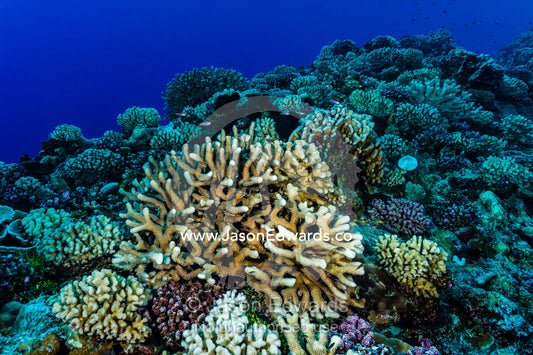 A coral reef garden encrusted with Acropora and Pocillopra corals. Makatea Atoll, Tuamotu Archipelago, French Polynesia