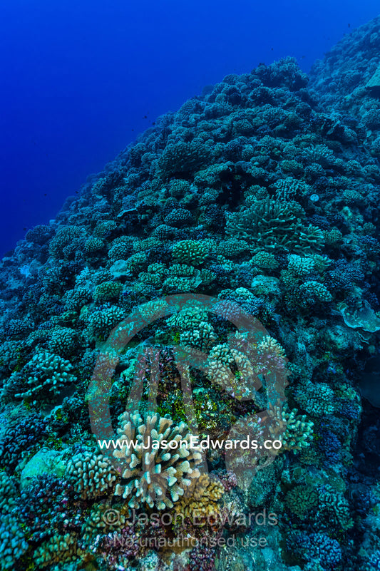 A coral reef garden encrusted with Pocillopora eydouxi and Acropora corals. Makatea Atoll, Tuamotu Archipelago, French Polynesia