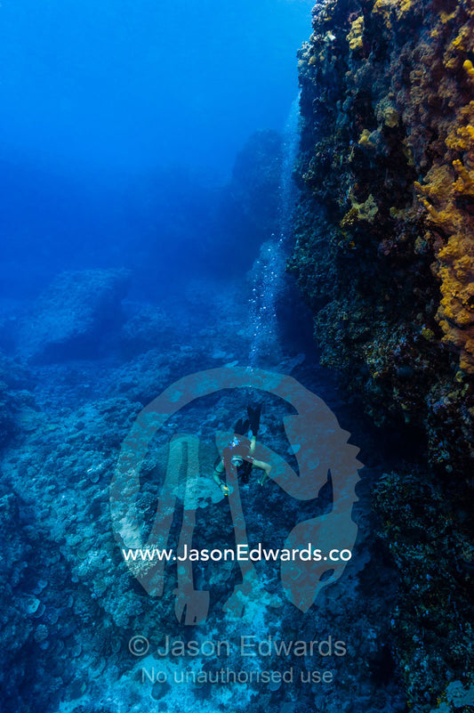 Bubbles rise from the tanks of scuba divers dwarfed by a canyon wall. Makatea Atoll, Tuamotu Archipelago, French Polynesia