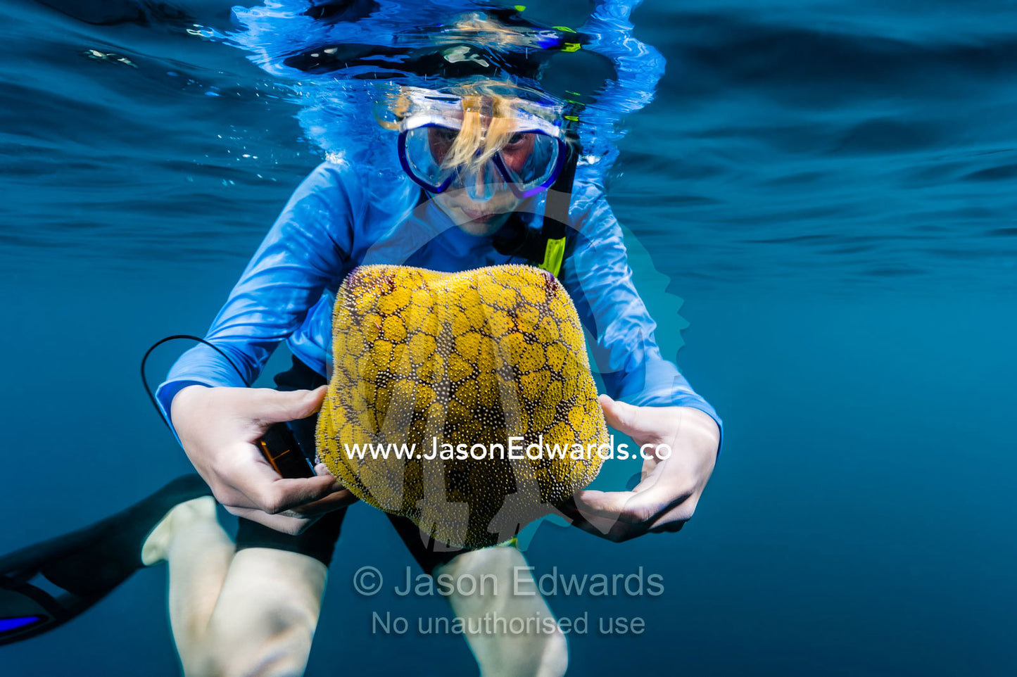 A boy snorkeling holds a Pin Cushion Sea Star, Culcita schmideliana. Fatu Hiva, Marquesas Islands, French Polynesia