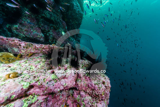 A colony of Diadema sea urchin, Echinothrix diadema, on a rock ledge on an undersea canyon wall. Fatu Hiva, Marquesas Islands, French Polynesia