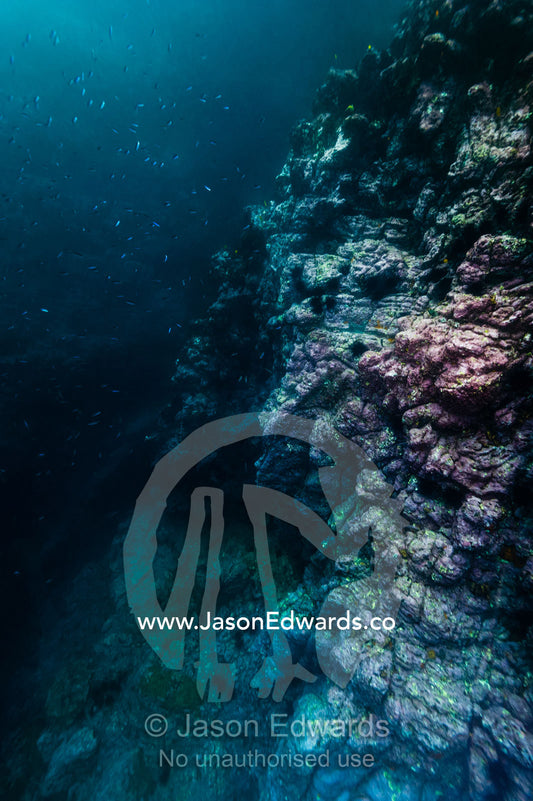 An undersea volcanic canyon wall descends into the murky depths of the big blue. Fatu Hiva, Marquesas Islands, French Polynesia