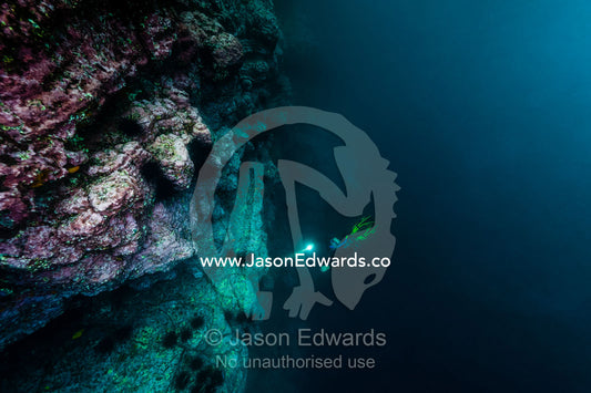 A freediver explores an undersea volcanic canyon wall with a torch. Fatu Hiva, Marquesas Islands, French Polynesia